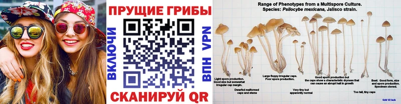 Галлюциногенные грибы Psilocybine cubensis  Купить где  Белоозёрский 
